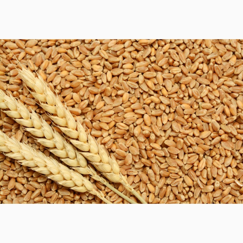 Где Можно Купить Пшеницу Цена