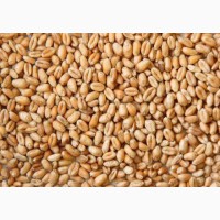 КУПЛЮ:Пшеницю фуражну(білок - 10, 5) на Ізмаїл