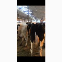 Корови молочних порід