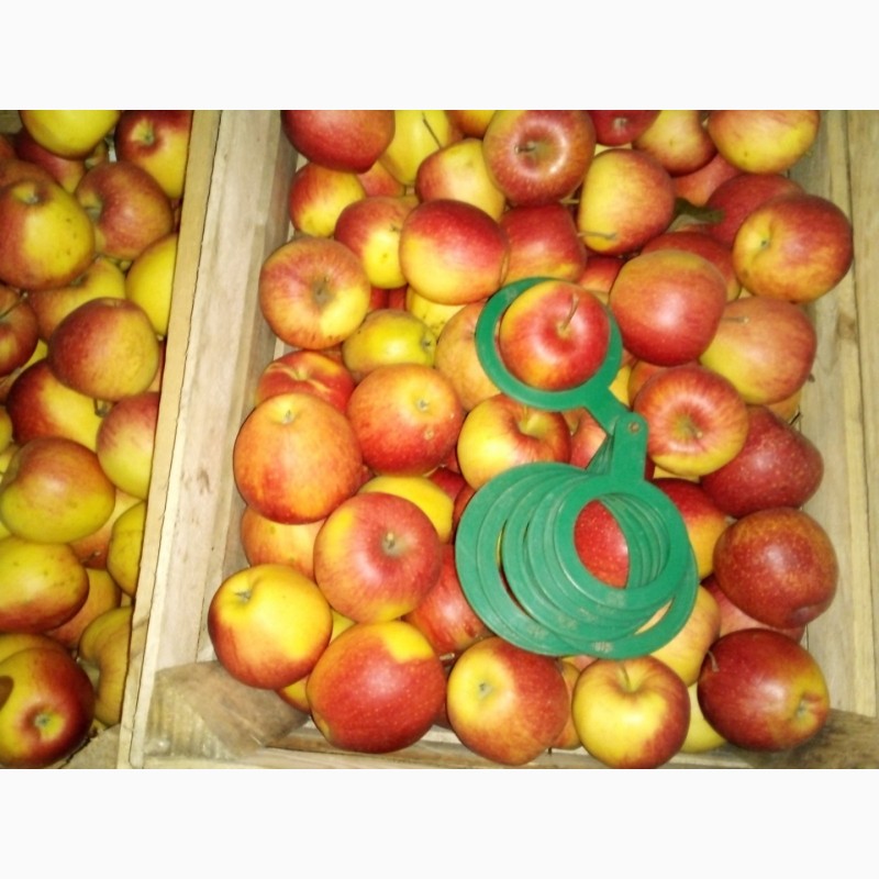 Фото 3. Продам яблуко з холодильника