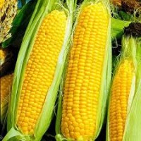 Закупаем кукурузу нового урожая