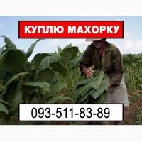 Шукаю продавців махорки та самосаду – куплю дорого