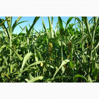 Семена Кукурузы ДКС 3151 (DKC 3151) ФАО 200
