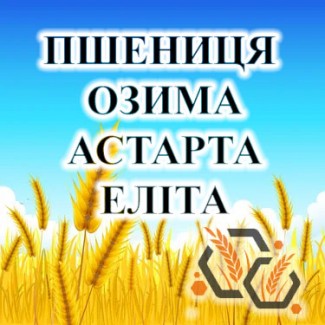 Насіння озимої пшениці АСТАРТА еліта