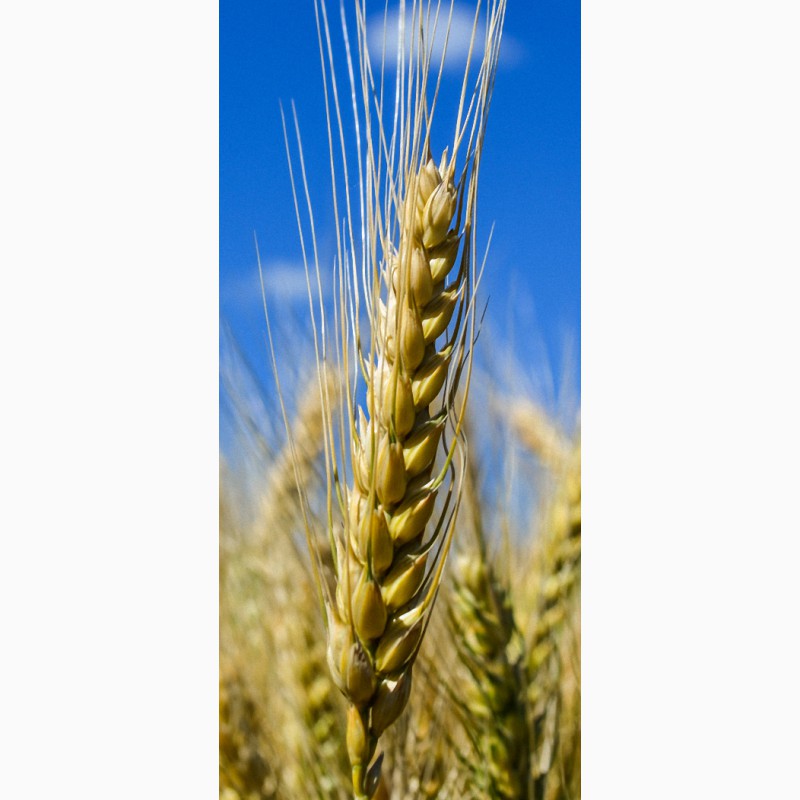 Фото 2. Насіння пшениці озимої Гурт, 100-115 ц/га