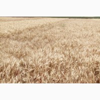 Насіння пшениці озимої Гурт, 100-115 ц/га