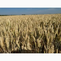 Насіння озимої пшениці ЮЛІЯ