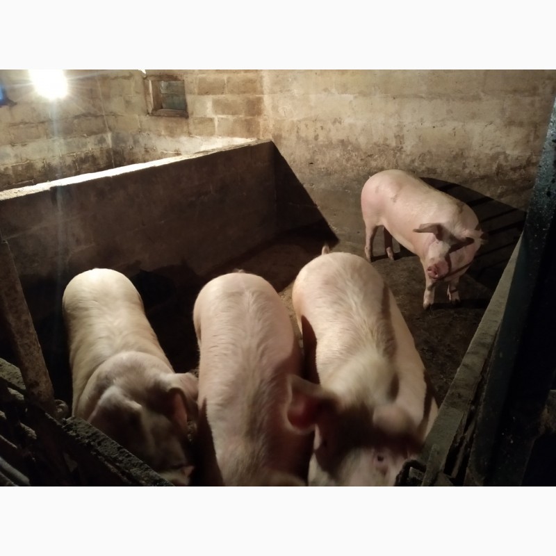 Фото 3. Продам свиней живым весом. Порода - Ландрас
