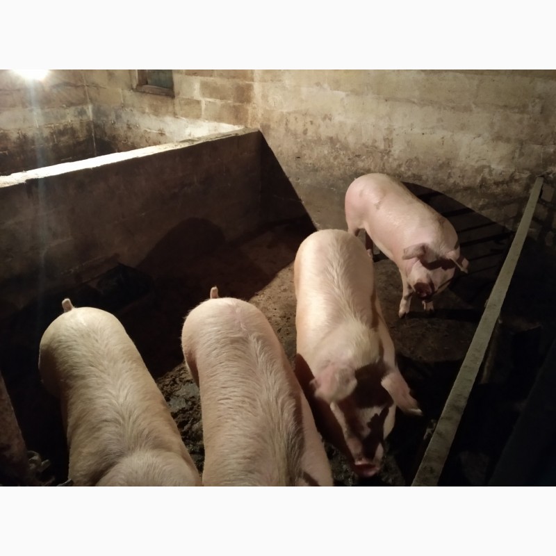 Фото 4. Продам свиней живым весом. Порода - Ландрас