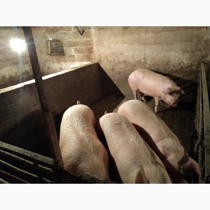 Фото 5. Продам свиней живым весом. Порода - Ландрас
