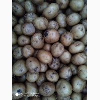 Купую картоплю на харчи вид населення Виницка Черкаська обл