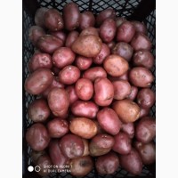 Купую картоплю на харчи вид населення Виницка Черкаська обл