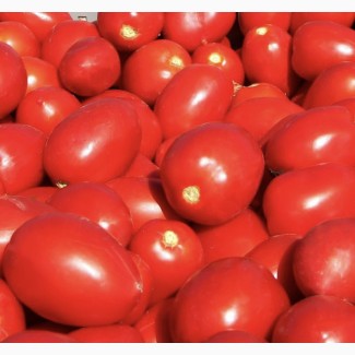 Продам помідори сливка, у великій кількості