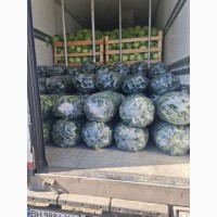 Капуста та інші овочі прямий імпорт з Румунії імпорт