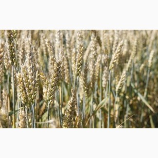 Озима пшениця Паляниця, насіння ТОВ “ЛІСТ (реалізуємо від 1т)