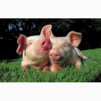 Продажа свиней Черкассы || КУПИТИ свиней жива вага 10/20/100 кг || От производителя