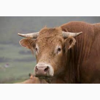 Куплю дорого худобу (бики, корови, телиці і молочні телята)