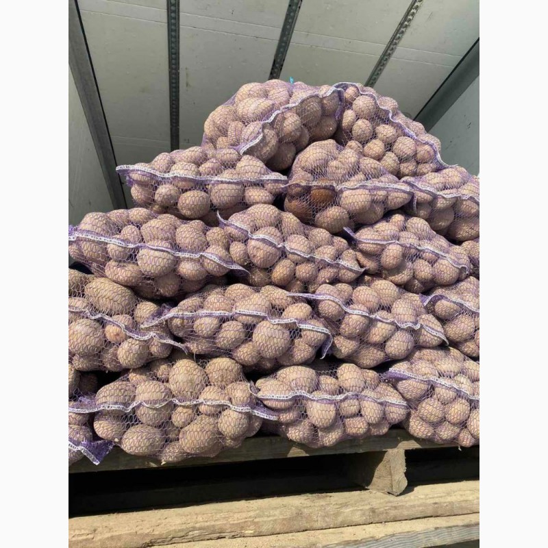 Фото 2. Маю покупців картоплі от фермерів та поставщиків с 10 тонн