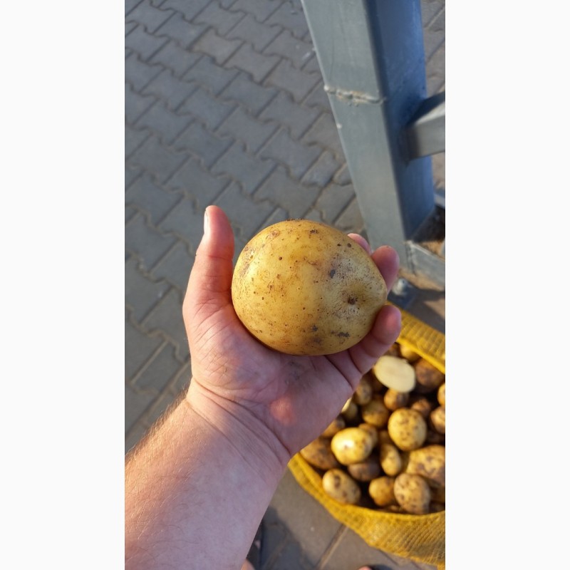 Фото 3. Маю покупців картоплі от фермерів та поставщиків с 10 тонн