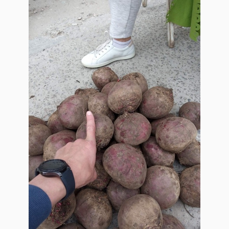 Фото 7. Маю покупців картоплі от фермерів та поставщиків с 10 тонн