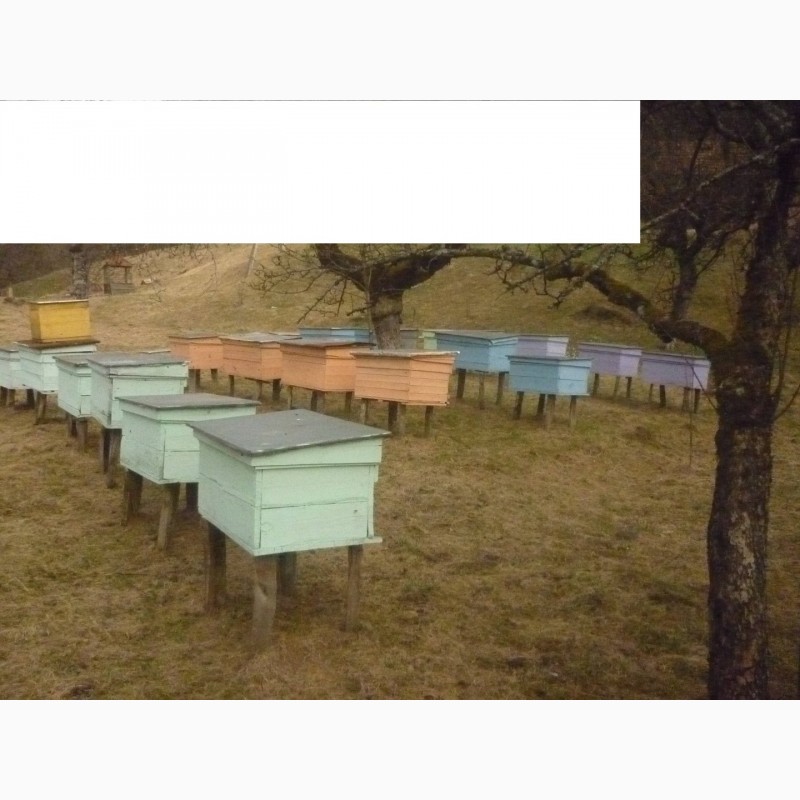 Фото 2. Продам бджолопакети карпатки самовивозом і поштою. Мукачево