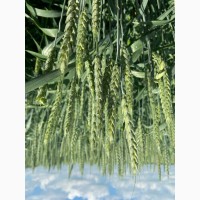 Семена озимой пшеницы краснодарской селекции ЭС/РС1