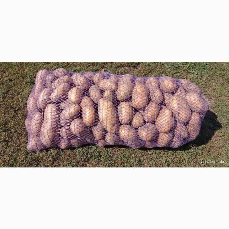 Фото 5. Продам товарный картофель Белая Роса 2023