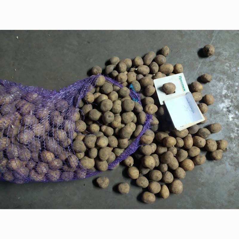Фото 2. Картофель от производителя продам с овощехранилища