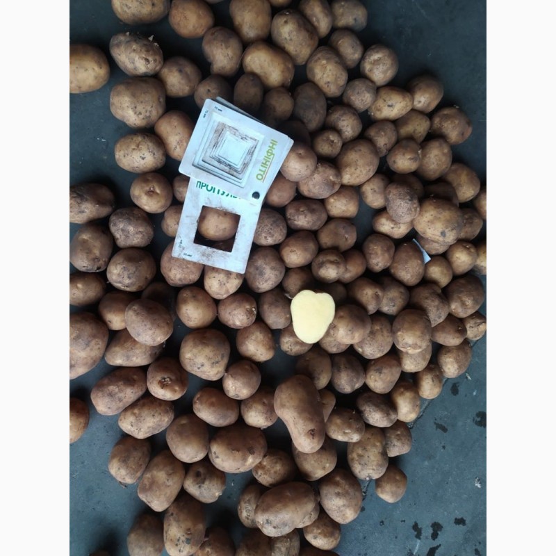 Фото 3. Картофель от производителя продам с овощехранилища