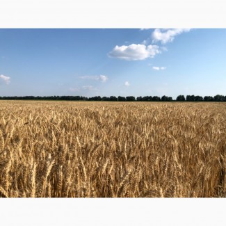 Продам пшеницю фураж
