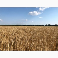 Продам пшеницю фураж