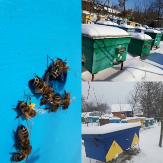 Продам бджолопакети (Карпатка)
