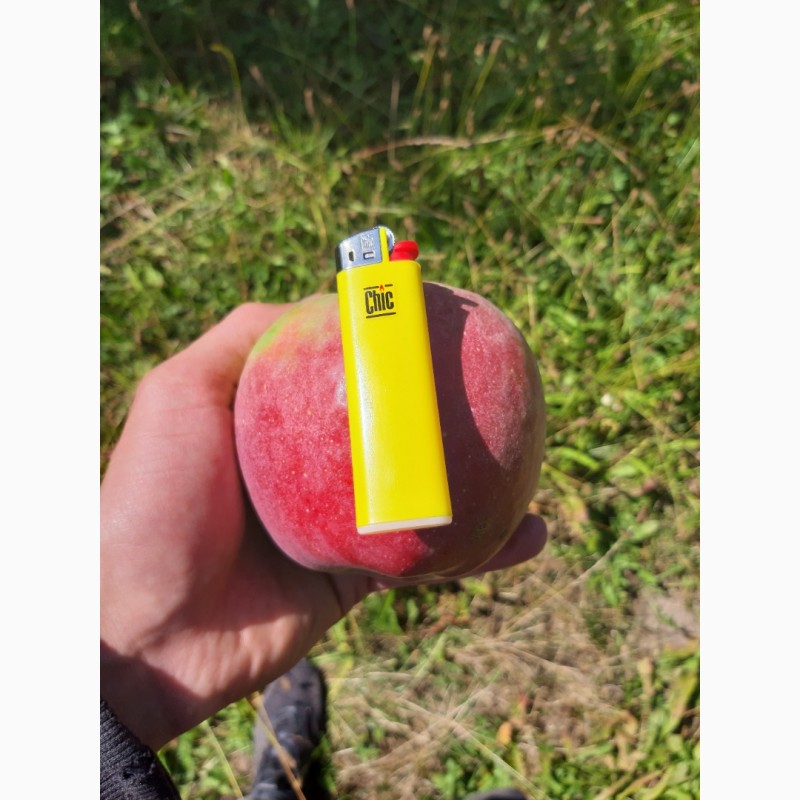 Фото 2. Продам яблоко Граф-Эзо оптом с сада