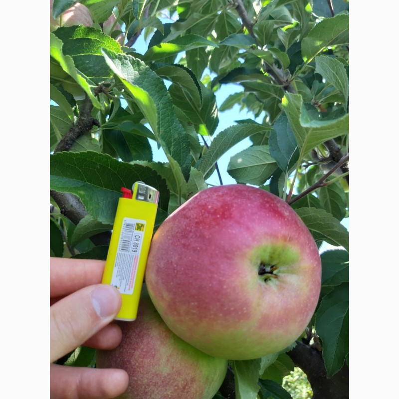 Фото 5. Продам яблоко Граф-Эзо оптом с сада