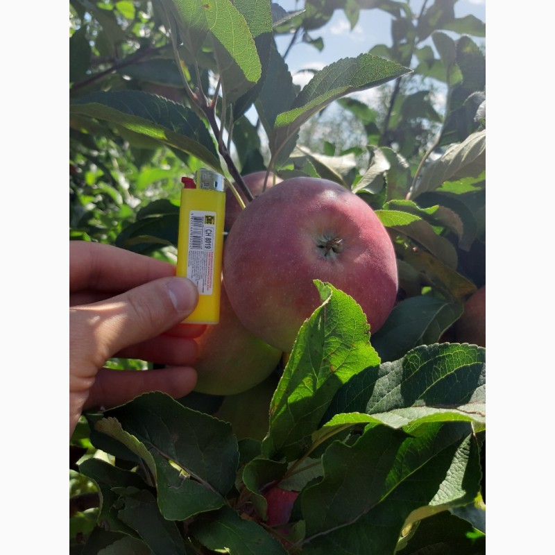 Фото 8. Продам яблоко Граф-Эзо оптом с сада