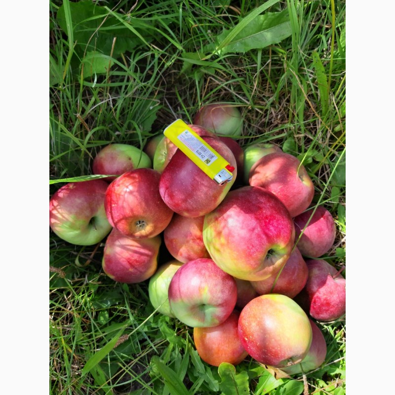 Фото 9. Продам яблоко Граф-Эзо оптом с сада