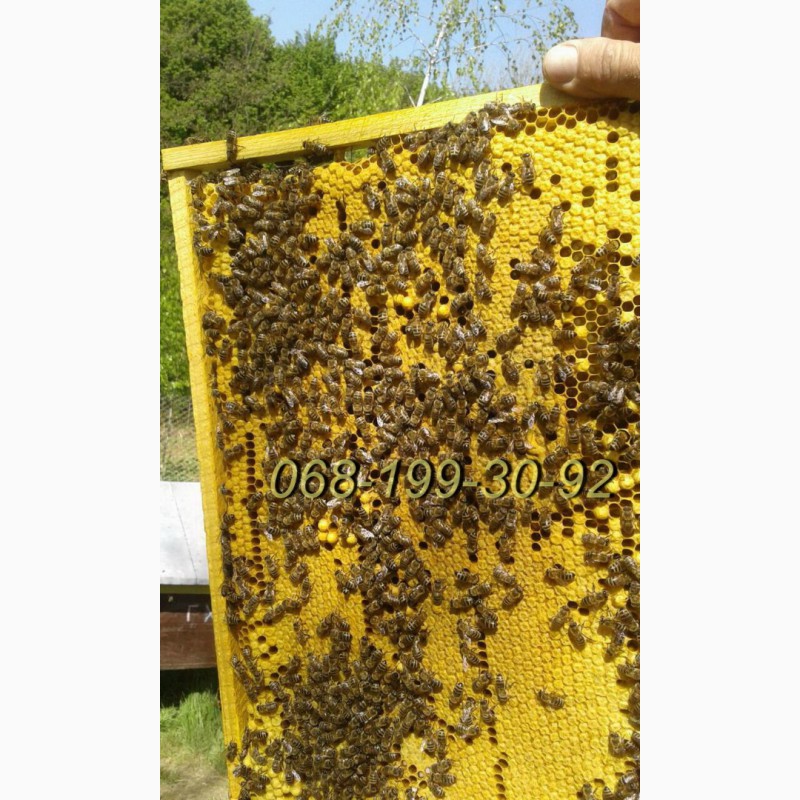 Фото 2. Бджолопакети Карпатської породи, плідні молоді бджоломатки - є в наявності