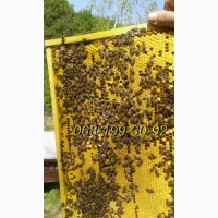 Бджолопакети Карпатської породи, плідні молоді бджоломатки - є в наявності