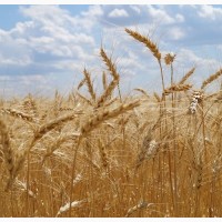 Озима пшениця Катруся Одеська