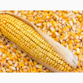 Закупаем кукурузу по всей Украине, хорошие цены