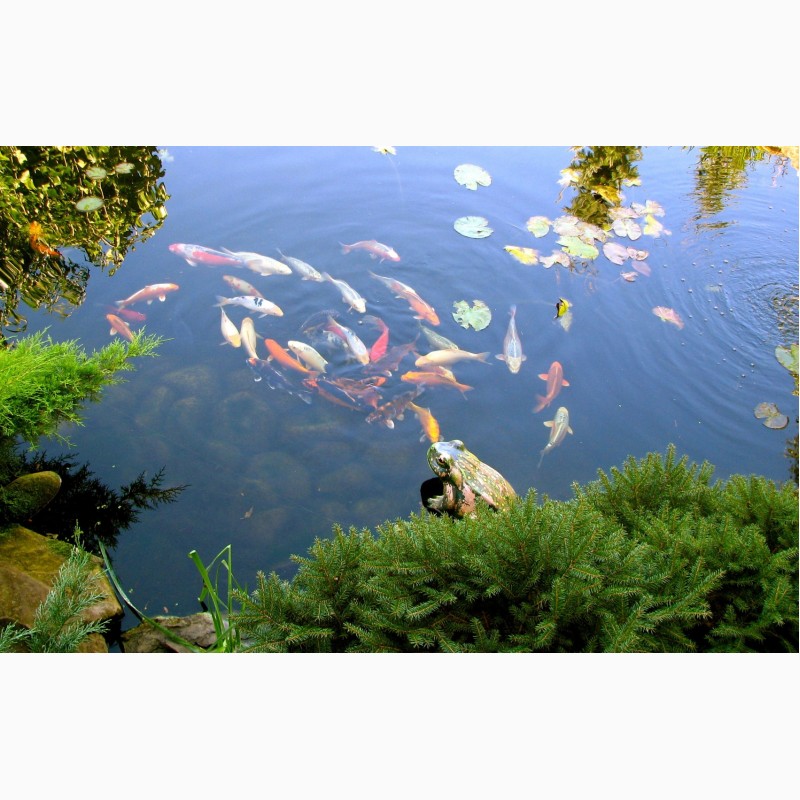 Фото 2. Консультации по пруду с рыбками, карпы кои, водные растения, садовый водоем