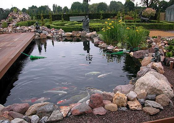 Фото 9. Консультации по пруду с рыбками, карпы кои, водные растения, садовый водоем