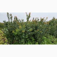 Саджанці плодових дерев, смородина, порічка в асортименті Летичівського плодорозсадника