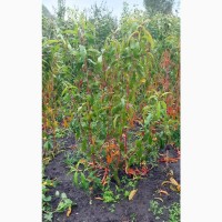Саджанці плодових дерев, смородина, порічка в асортименті Летичівського плодорозсадника