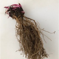 Эхинацея пурпурная корни 1 кг