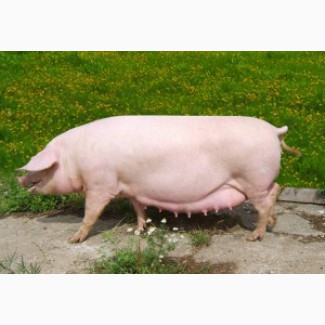 Премикс для лактирующих свиноматок