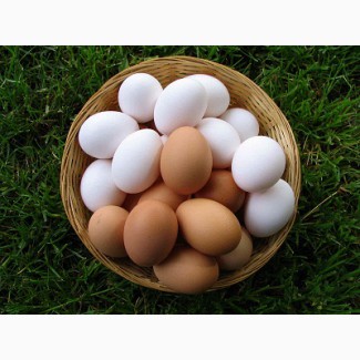 Яйцо куриное, яичный порошок купить Днепр