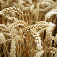 Озима пшениця Єсенія, безоста, супереліта 50кг