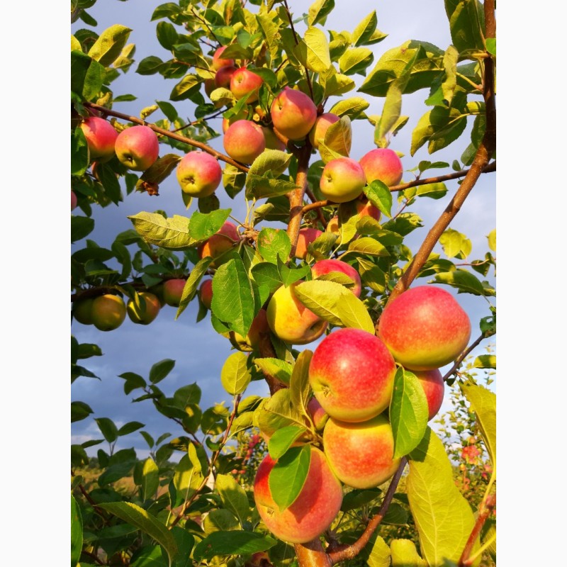 Фото 4. Продам яблоко Слава Победителям оптом с сада