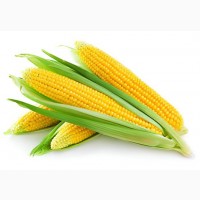Куплю кукурудзу